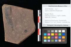 Foto (Objekt + Etikett) von Quercus palaeoilex Ettingshausen (NHMW-GEO-2024-0188-0860)